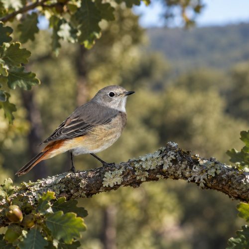 avistamiento aves
